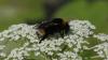Bombus vestalis